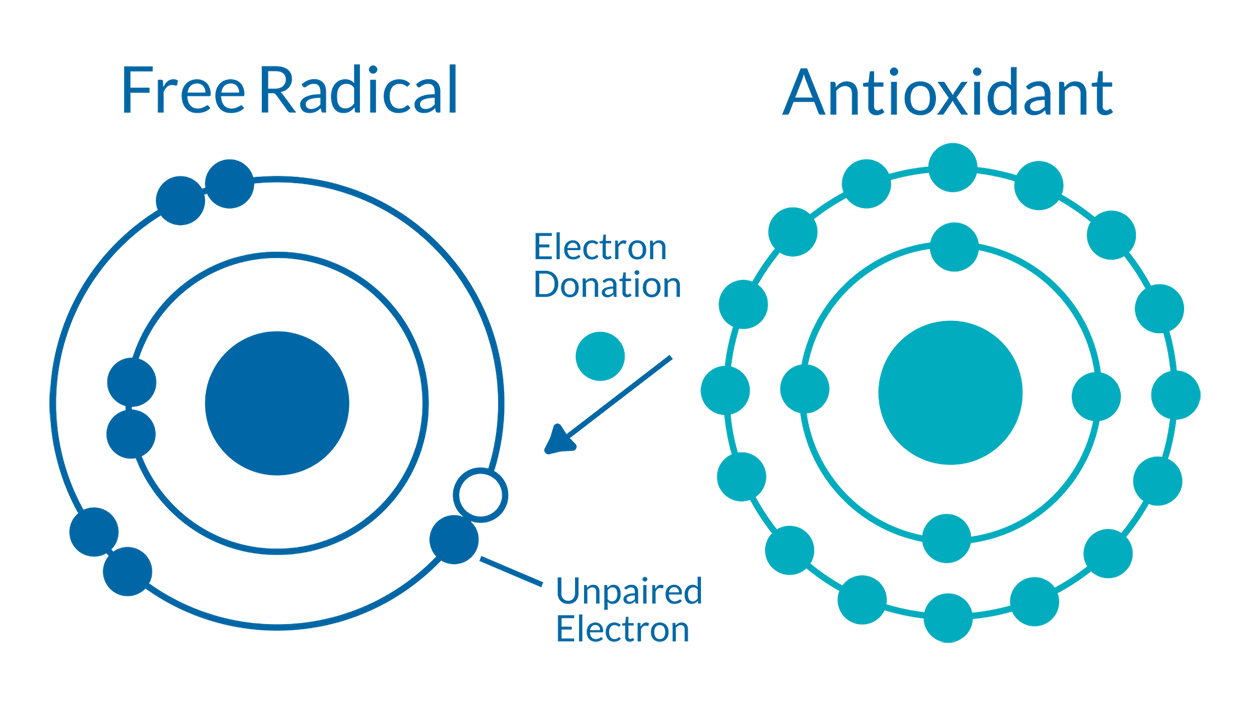 free-radicals-2025-1125 Free Radical and Antioxidant interaction diagram