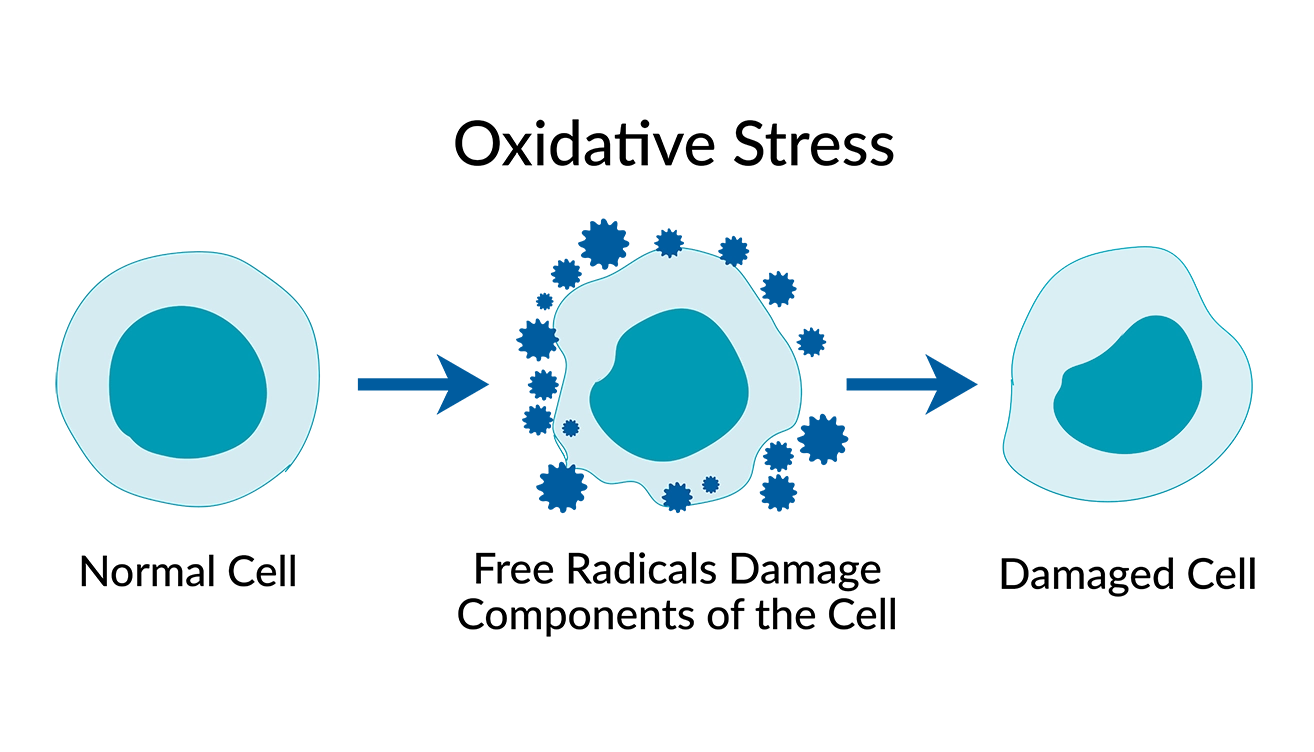 oxidative-stress-2025-1125 Oxidative stress diagram showing a normal cell, a cell surrounded by free radicals, and a resulting damaged cell.